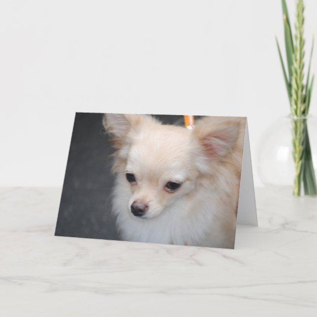 Long Haired Chihuahua Greeting Cards (Front)