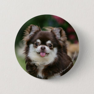 Long Haired Chihuahua Headshot 1 2 Inch Round Button