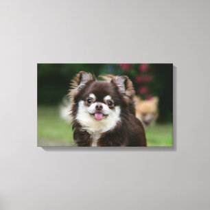 Long Haired Chihuahua Headshot 1 Canvas Print