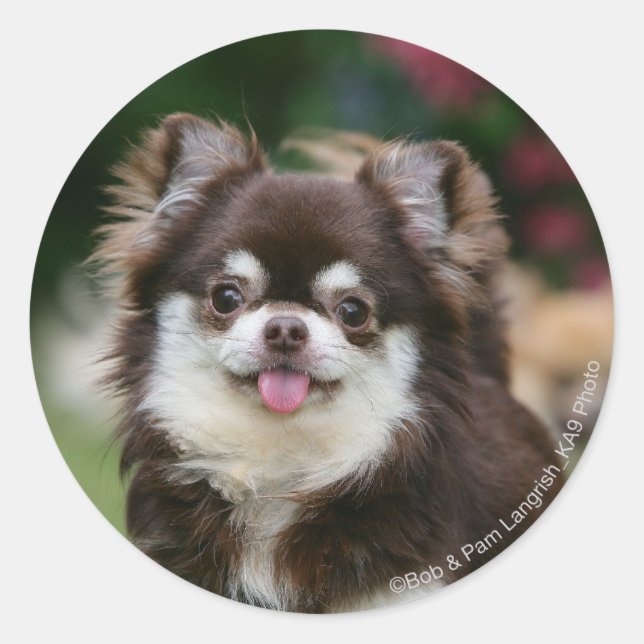 Long Haired Chihuahua Headshot 1 Classic Round Sticker (Front)