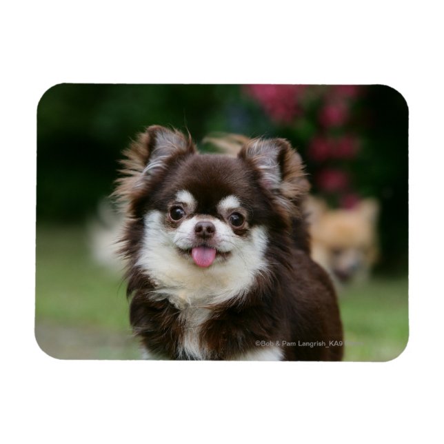 Long Haired Chihuahua Headshot 1 Magnet (Horizontal)
