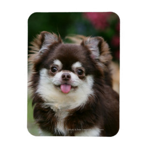 Long Haired Chihuahua Headshot 1 Magnet