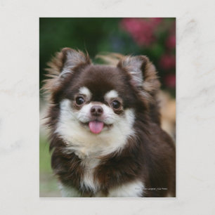 Long Haired Chihuahua Headshot 1 Postcard