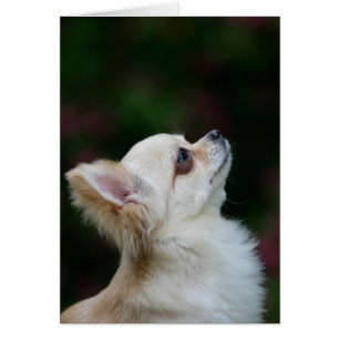 Long Haired Chihuahua Headshot 2