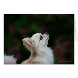 Long Haired Chihuahua Headshot 2