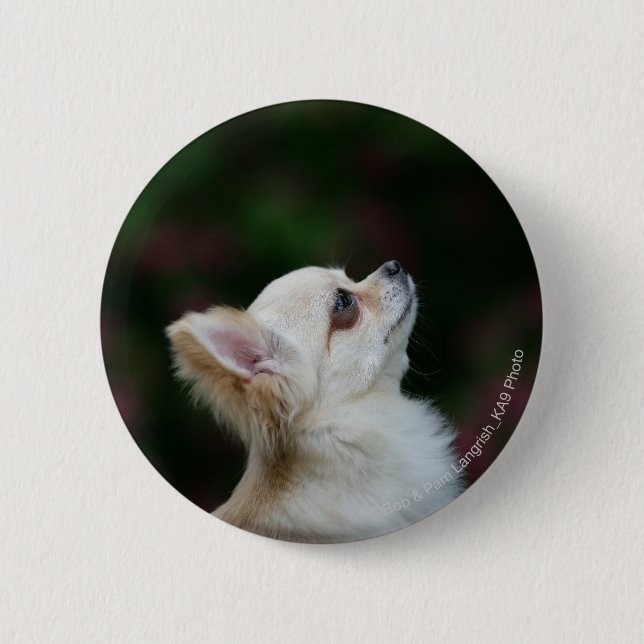 Long Haired Chihuahua Headshot 2 2 Inch Round Button (Front)