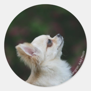 Long Haired Chihuahua Headshot 2 Classic Round Sticker