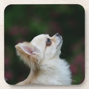 Long Haired Chihuahua Headshot 2 Coaster