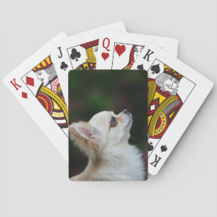 Long Haired Chihuahua Headshot 2 Playing Cards