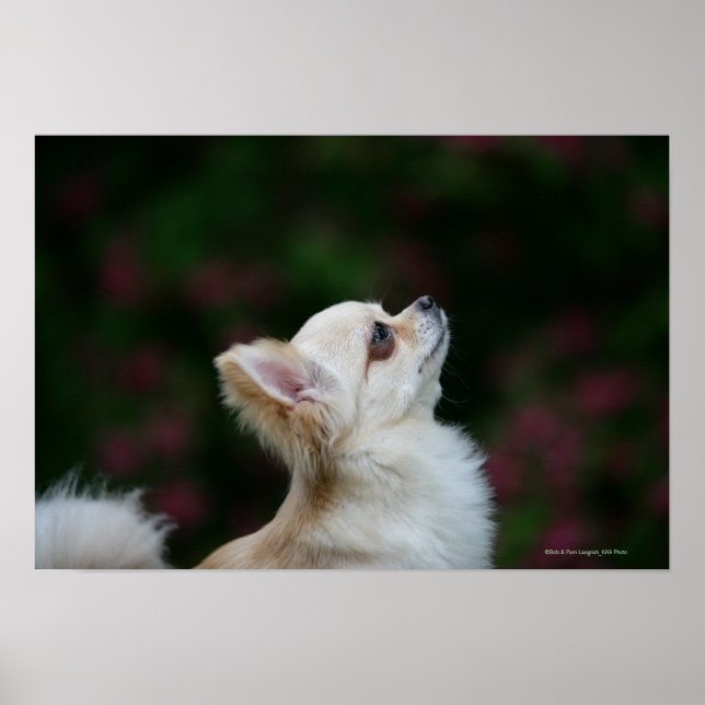 Long Haired Chihuahua Headshot 2 Poster (Front)