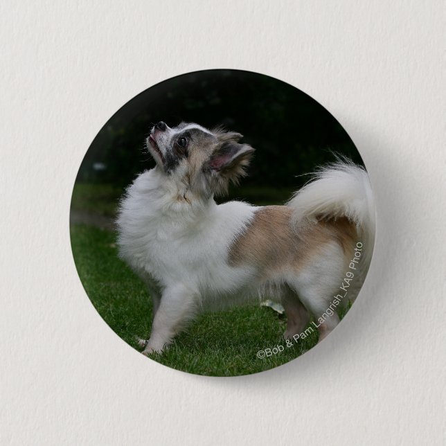 Long Haired Chihuahua Looking at Camera 2 Inch Round Button (Front)