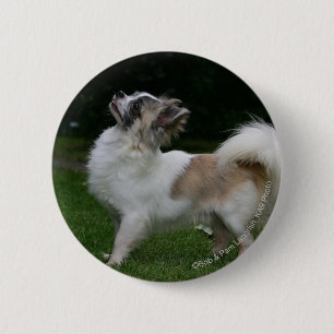 Long Haired Chihuahua Looking at Camera 2 Inch Round Button