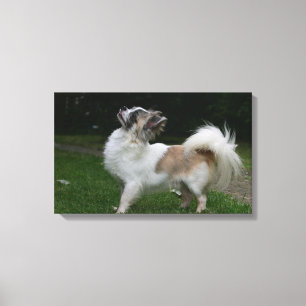 Long Haired Chihuahua Looking at Camera Canvas Print