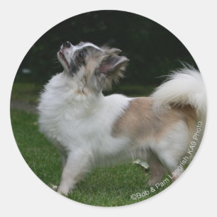 Long Haired Chihuahua Looking at Camera Classic Round Sticker