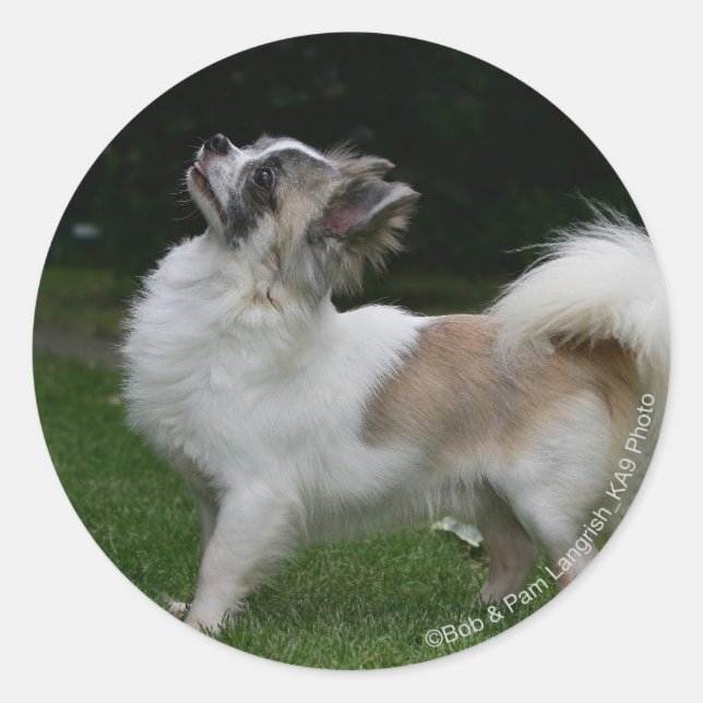 Long Haired Chihuahua Looking at Camera Classic Round Sticker (Front)