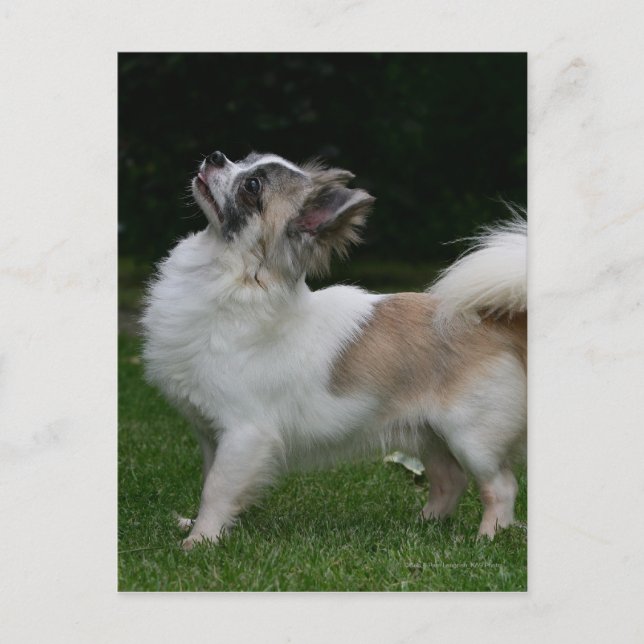 Long Haired Chihuahua Looking at Camera Postcard (Front)