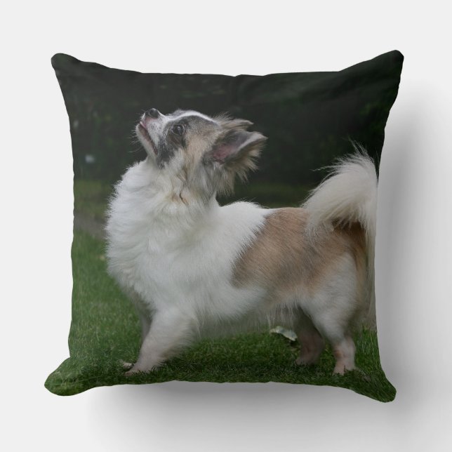 Long Haired Chihuahua Looking at Camera Throw Pillow (Front)