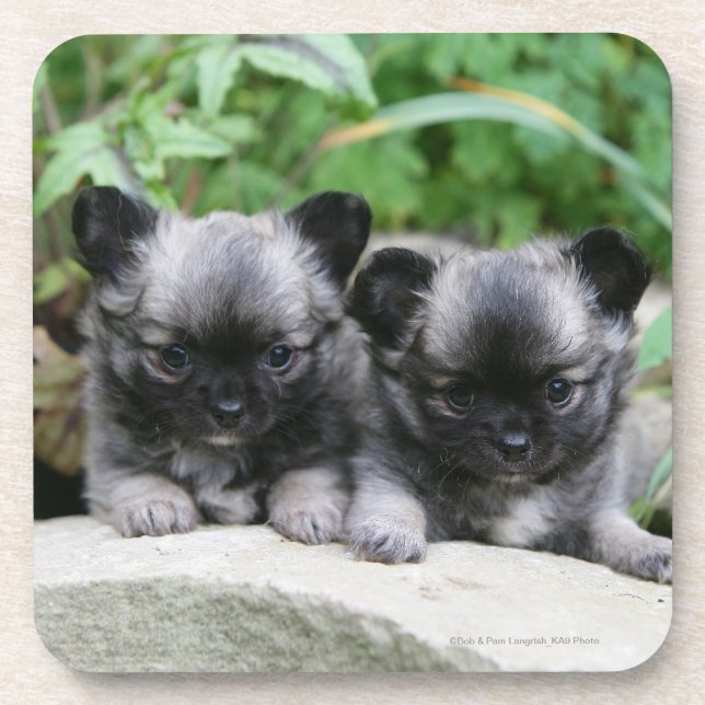 Long Haired Chihuahua Puppies Coaster (Front)