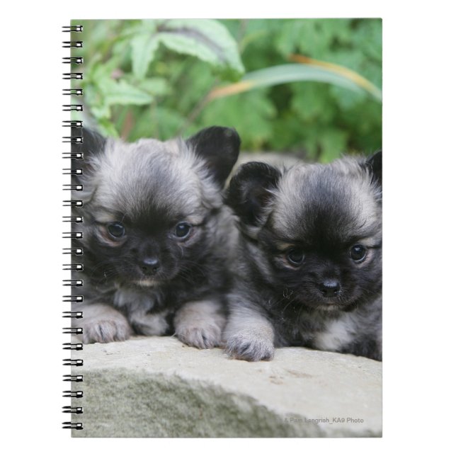 Long Haired Chihuahua Puppies Notebook (Front)