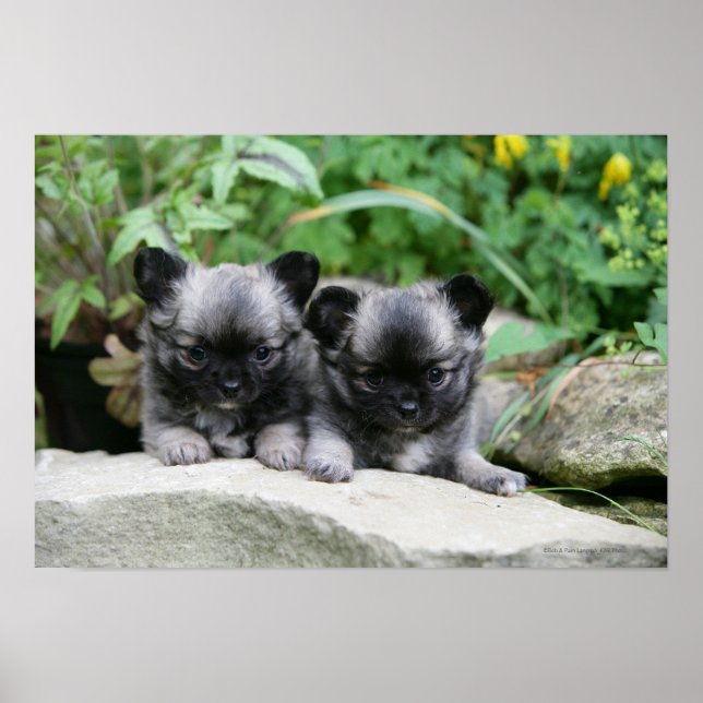 Long Haired Chihuahua Puppies Poster (Front)