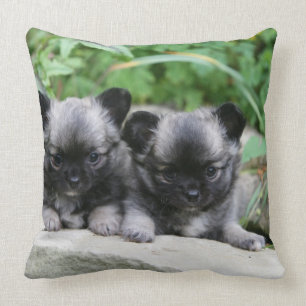 Long Haired Chihuahua Puppies Throw Pillow