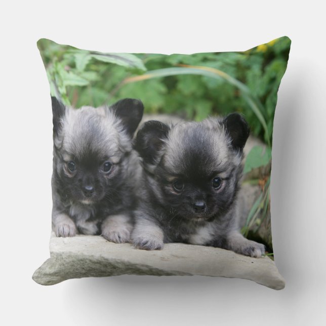 Long Haired Chihuahua Puppies Throw Pillow (Front)