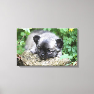 Long Haired Chihuahua Puppy Canvas Print