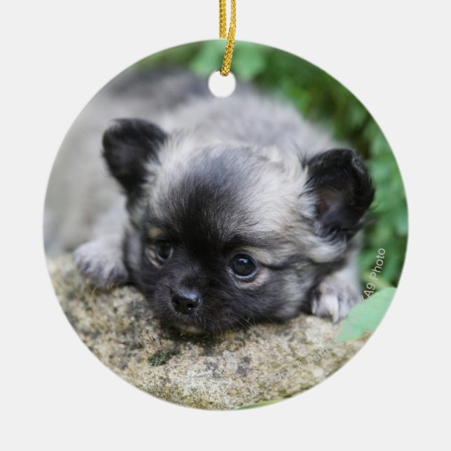 Long Haired Chihuahua Puppy Ceramic Ornament (Front)