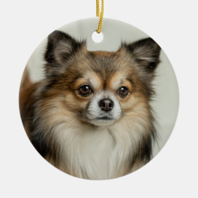 Long Haired Chihuahua Puppy Dog Ceramic Ornament (Front)