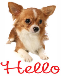 Chihuahua Stickers Zazzle Ca