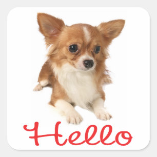 Long Haired Chihuahua Puppy Dog Red Hello Square Sticker