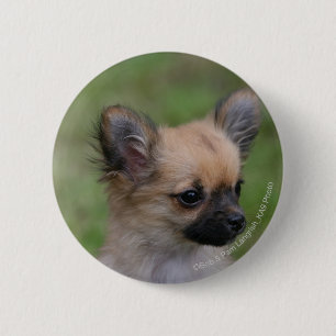 Long Haired Chihuahua Puppy Looking at Camera 2 Inch Round Button