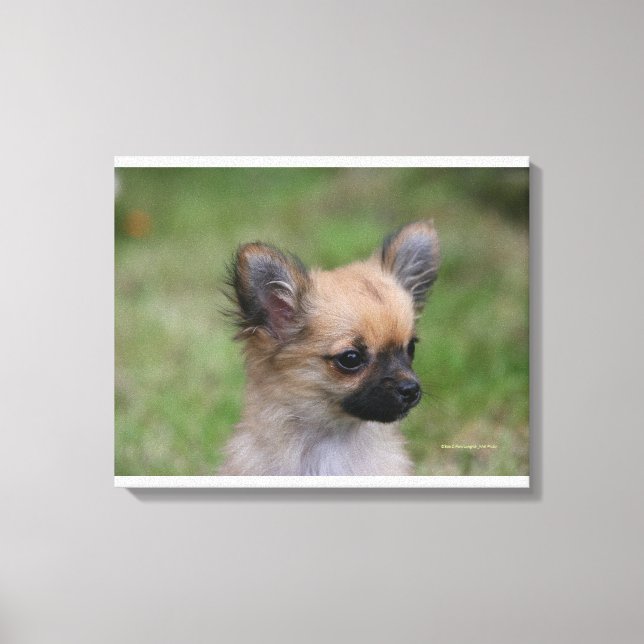 Long Haired Chihuahua Puppy Looking at Camera Canvas Print (Front)