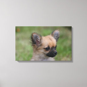 Long Haired Chihuahua Puppy Looking at Camera Canvas Print