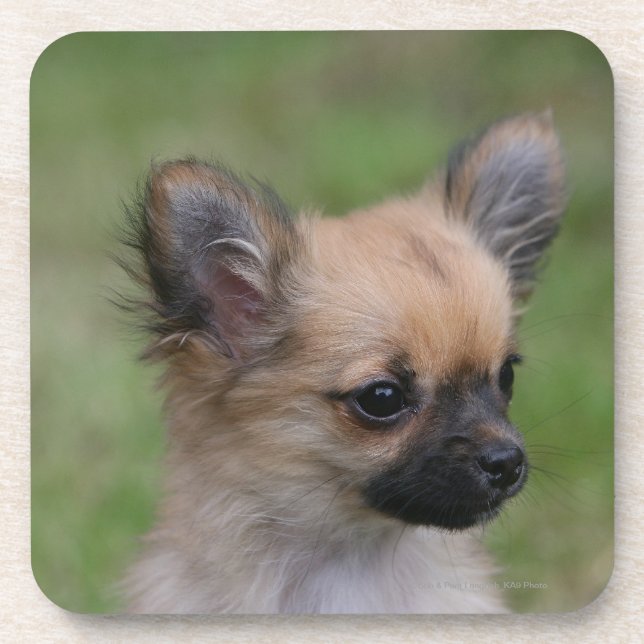 Long Haired Chihuahua Puppy Looking at Camera Coaster (Front)