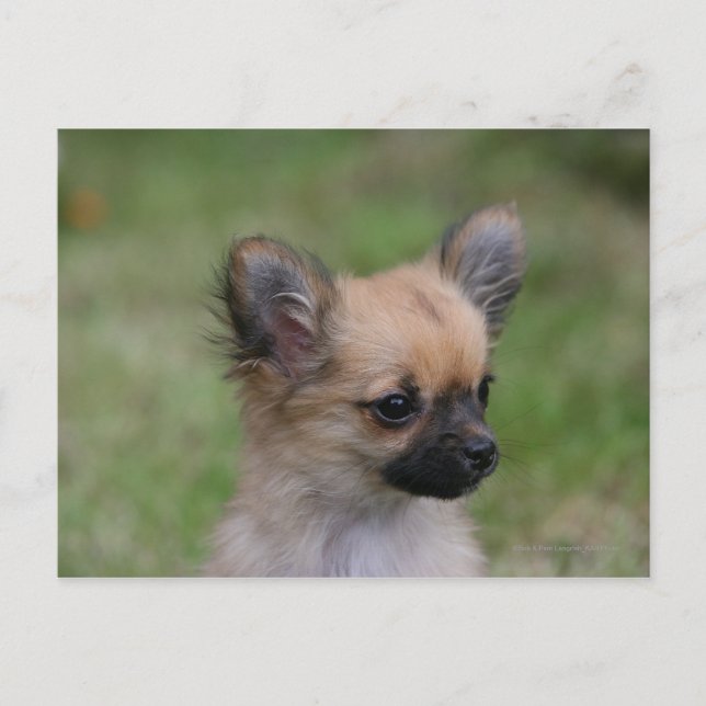 Long Haired Chihuahua Puppy Looking at Camera Postcard (Front)