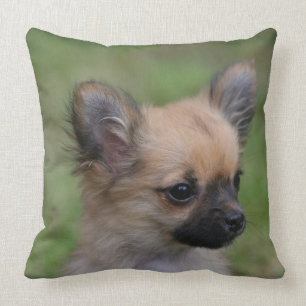 Long Haired Chihuahua Puppy Looking at Camera Throw Pillow