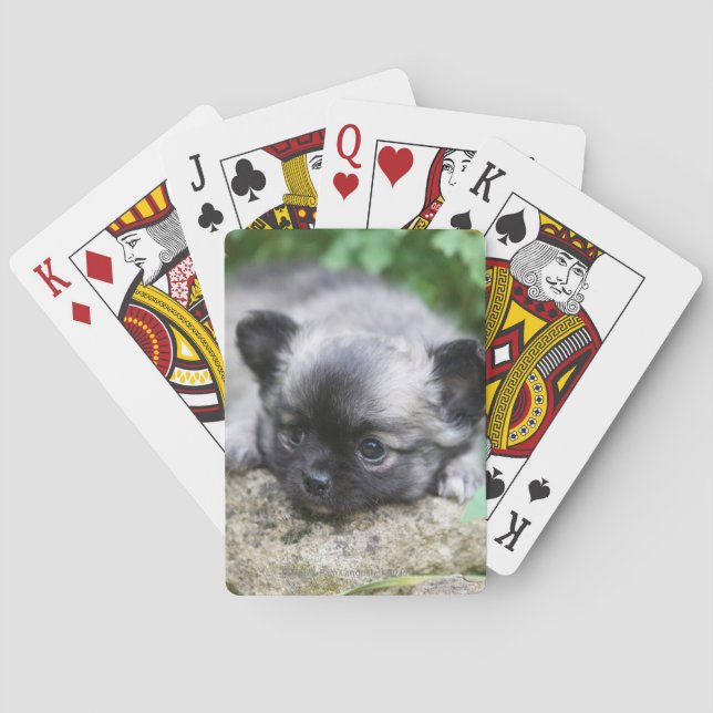 Long Haired Chihuahua Puppy Playing Cards (Back)