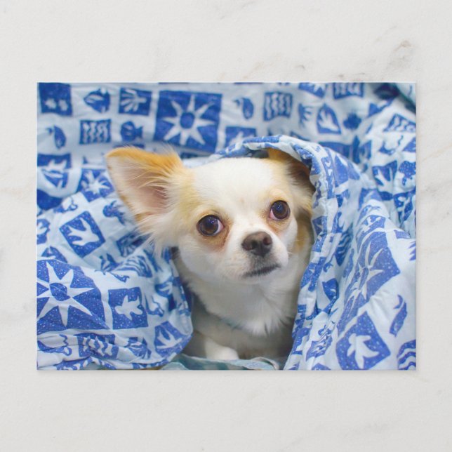Long haired chihuahua puppy postcard (Front)