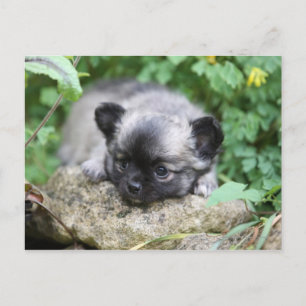 Long Haired Chihuahua Puppy Postcard