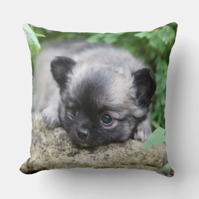 Long Haired Chihuahua Puppy Throw Pillow (Front)