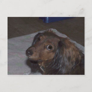 Long-Haired Dachshund Postcard