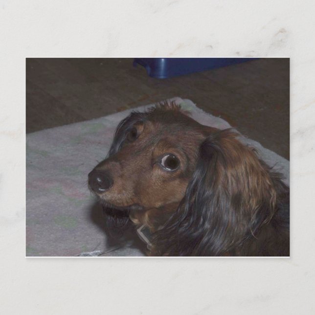 Long-Haired Dachshund Postcard (Front)