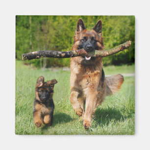 Long Haired Fluffy German Shepherd Dog and Puppy Magnet