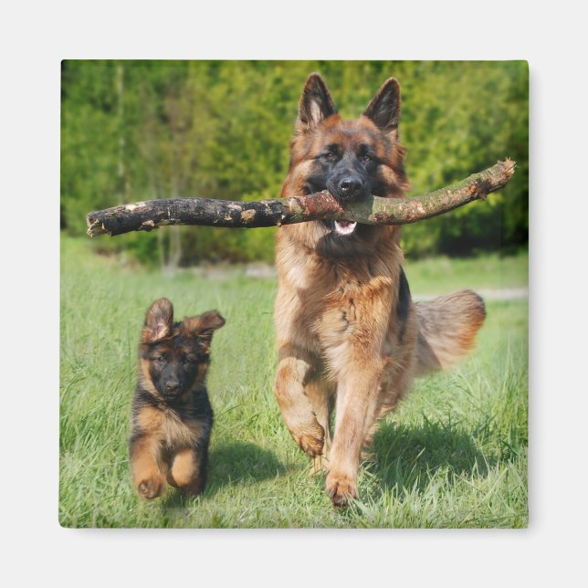 Long Haired Fluffy German Shepherd Dog and Puppy Magnet (Front)