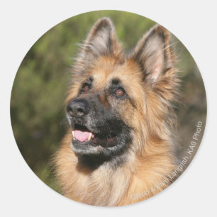 Long Haired German Shepherd 1 Classic Round Sticker