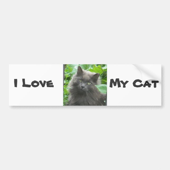 Long Haired Grey Russian Blue Cat Bumper Sticker (Front)