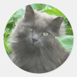 Long Haired Grey Russian Blue Cat Classic Round Sticker