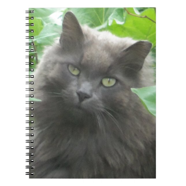 Long Haired Grey Russian Blue Cat Notebook (Front)