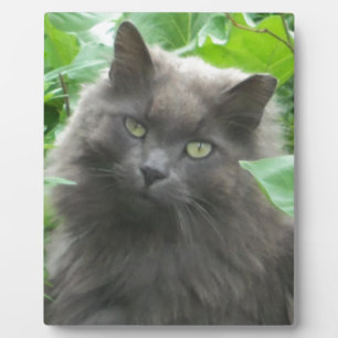 Long Haired Grey Russian Blue Cat Plaque